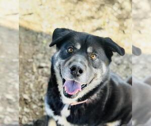 German Shepherd Dog-Unknown Mix Dogs for adoption in Santa Barbara, CA, USA