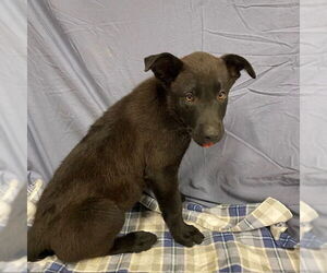 German Shepherd Dog-Unknown Mix Dogs for adoption in Modesto, CA, USA