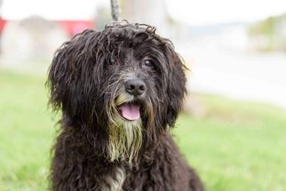 View Ad: Poodle (Miniature)-Tibetan Terrier Mix Dog for ...