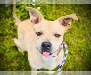 American Pit Bull Terrier-Labrador Retriever Mix Dogs for adoption in Orlando, FL, USA