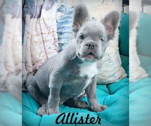 French Bulldog Dogs for adoption in Tustin, CA, USA