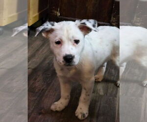 Mutt Dogs for adoption in New London, WI, USA