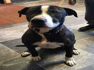 Staffordshire Bull Terrier Dogs for adoption in South Lake Tahoe, CA, USA