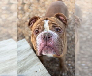 Bulldog-Unknown Mix Dogs for adoption in Virginia Beach, VA, USA