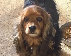 Cocker Spaniel Dogs for adoption in Brownsboro, AL, USA