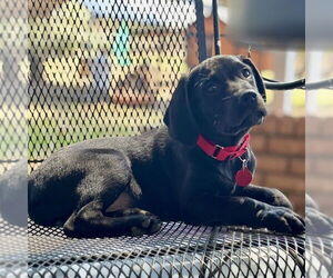 Mutt Dogs for adoption in Boston, MA, USA
