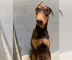 Doberman Pinscher Dogs for adoption in Rancho Cucamonga, CA, USA