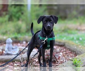 Labbe Dogs for adoption in Louisville, KY, USA