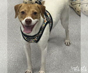 Jack-A-Bee Dogs for adoption in Washington, DC, USA