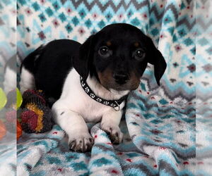 Dachshund Dogs for adoption in Weston, FL, USA