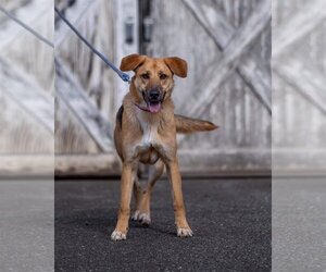 German Shepherd Dog-Unknown Mix Dogs for adoption in Rustburg, VA, USA