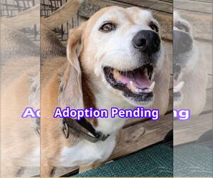 Beagle Dogs for adoption in Dunnellon, FL, USA