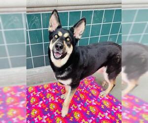 German Shepherd Dog-Unknown Mix Dogs for adoption in Rancho Cucamonga, CA, USA