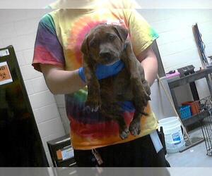 Labrador Retriever-Unknown Mix Dogs for adoption in Fayetteville, NC, USA