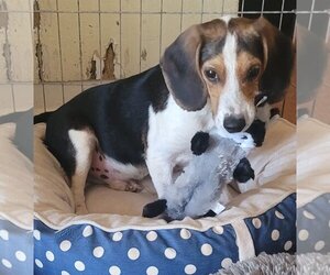 Beagle Dogs for adoption in Alexander, AR, USA