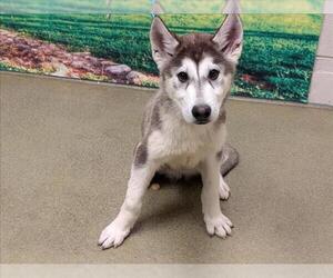 Siberian Husky-Unknown Mix Dogs for adoption in Moreno Valley, CA, USA