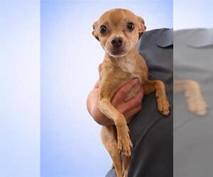 Chihuahua Dogs for adoption in Redlands, CA, USA