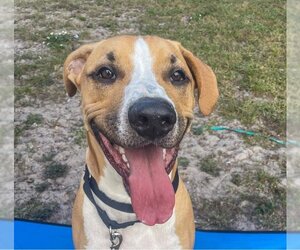 Boxer-Unknown Mix Dogs for adoption in Tampa, FL, USA