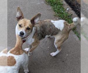 Beagle Dogs for adoption in Overland Park, KS, USA
