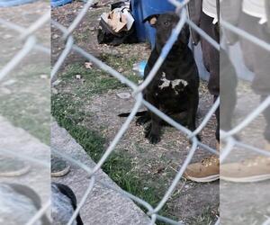 American Staffordshire Terrier-Unknown Mix Dogs for adoption in San Antonio, TX, USA