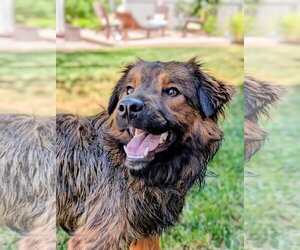 Border Collie-Unknown Mix Dogs for adoption in Sandy, UT, USA