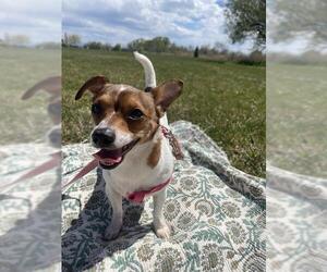 Chihuahua Dogs for adoption in West Valley, UT, USA