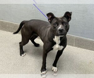 American Pit Bull Terrier-Unknown Mix Dogs for adoption in Las Vegas, NV, USA