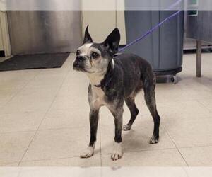 Boston Terrier Dogs for adoption in Camarillo, CA, USA