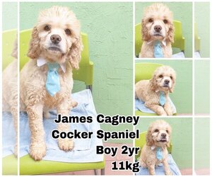 Cocker Spaniel Dogs for adoption in Seattle, WA, USA