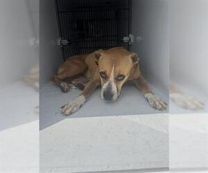 American Pit Bull Terrier-Unknown Mix Dogs for adoption in Houston, TX, USA