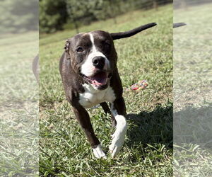 American Pit Bull Terrier-Unknown Mix Dogs for adoption in Virginia Beach, VA, USA