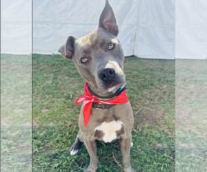 American Pit Bull Terrier-Unknown Mix Dogs for adoption in Marina Del Rey, CA, USA