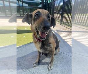 German Shepherd Dog Dogs for adoption in Fort Lauderdale, FL, USA