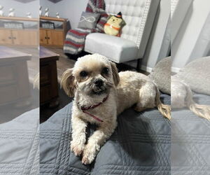 Shih-Poo Dogs for adoption in Macon, MO, USA