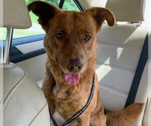 Sheprador Dogs for adoption in Charlotte, NC, USA