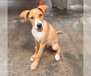 Mutt Dogs for adoption in miami, FL, USA