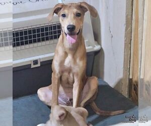 Labrador Retriever-Unknown Mix Dogs for adoption in Washington, DC, USA
