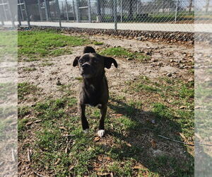 Chihuahua-Unknown Mix Dogs for adoption in Rockaway, NJ, USA