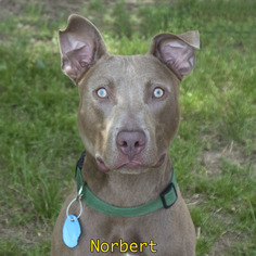 Weimaraner Dogs for adoption in Mason, MI, USA
