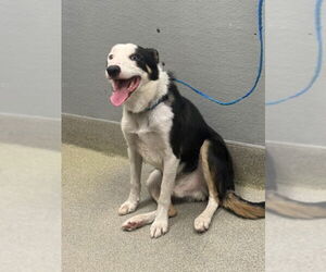 Border Collie-Unknown Mix Dogs for adoption in Las Vegas, NV, USA