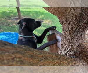 American Pit Bull Terrier-Unknown Mix Dogs for adoption in Tulsa, OK, USA