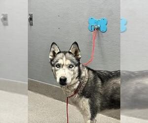 Siberian Husky-Unknown Mix Dogs for adoption in Las Vegas, NV, USA
