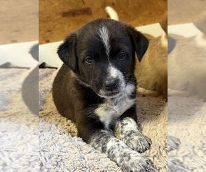 Australian Shepherd-Unknown Mix Dogs for adoption in Bolivar, MO, USA