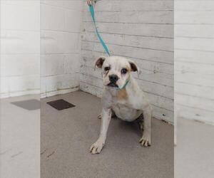 American Pit Bull Terrier-Unknown Mix Dogs for adoption in San Bernardino, CA, USA