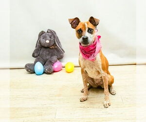 Mutt Dogs for adoption in Sanford, FL, USA