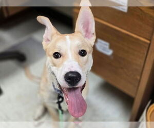 Border Collie-Siberian Husky Mix Dogs for adoption in Sykesville, MD, USA