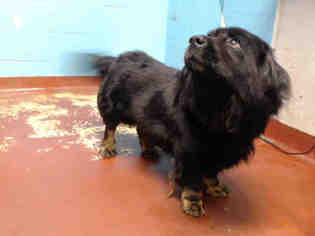 Basset Hound Dogs for adoption in Atlanta, GA, USA
