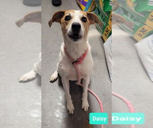 Jack Russell Terrier-Unknown Mix Dogs for adoption in Richmond, IN, USA