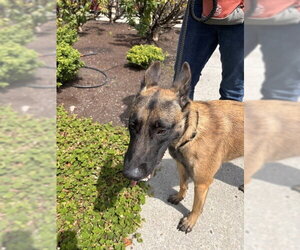 Mutt Dogs for adoption in Imlay City, MI, USA