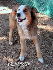 Medium Photo #1 Australian Shepherd-Unknown Mix Puppy For Sale in Lindsay, CA, USA